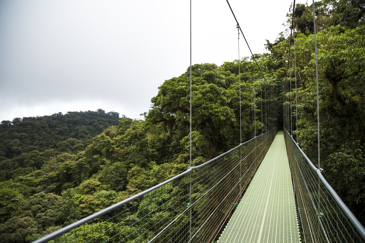Hanging Bridges in Costa Rica: Walk Above the Rainforest